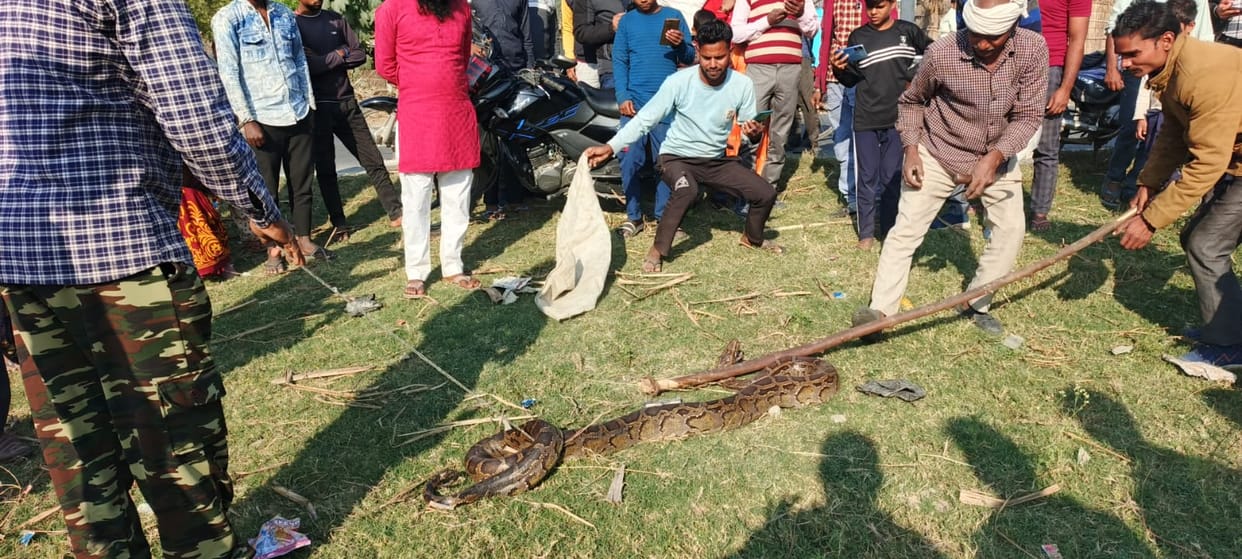 Python found near Sakatupurwa, created panic
