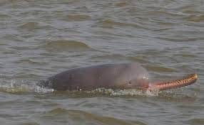 Finger devices will be installed for the protection of dolphins