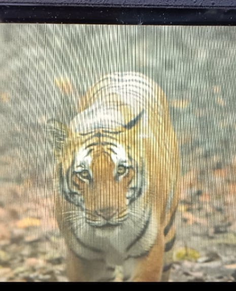 In Kishanpur, tourists saw tigers in the morning shift
