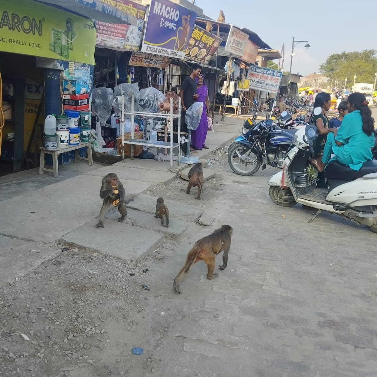 Terror of monkeys and langurs...compulsion to bear the loss