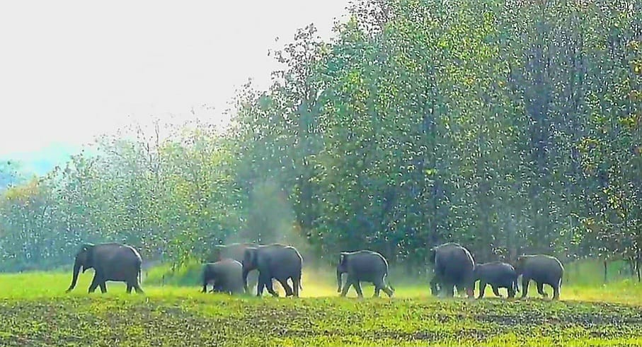 Nepalese elephants trampling farmers' dreams