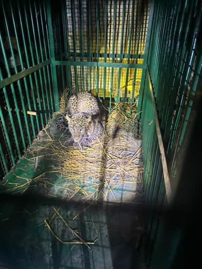 Female leopard that attacked girl and woman captured in cage