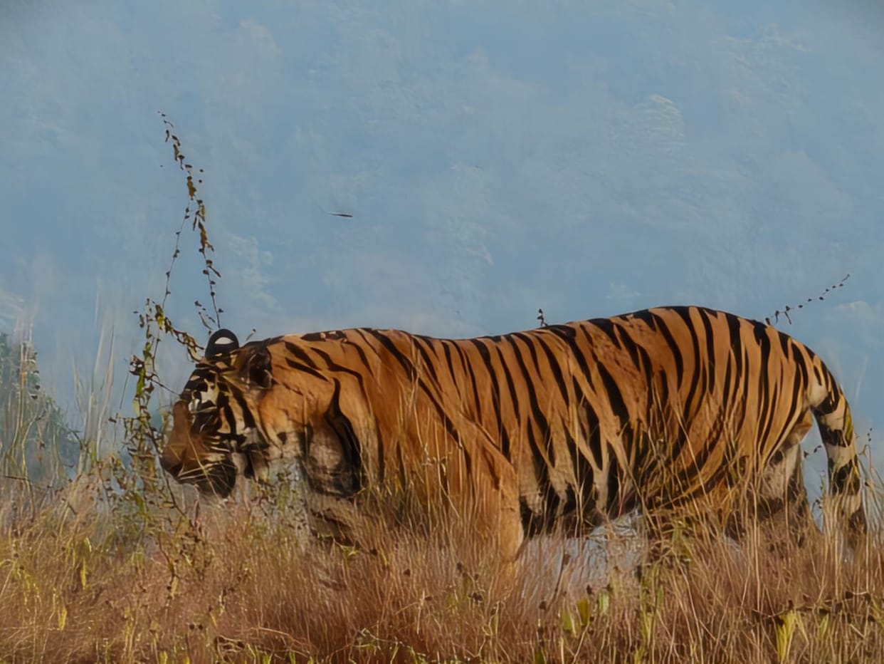 MP News: Number of tourists increased by 13 percent in Bandhavgarh in October-November