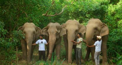 Elephants will get millet khichdi from today