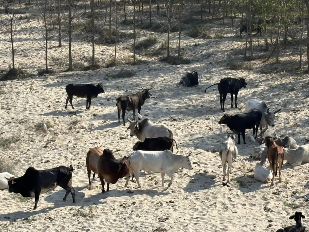 Stray animals are damaging crops, action limited to statistics only
