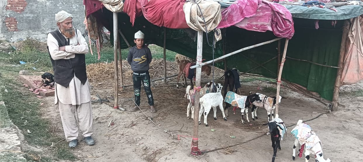 Goat and goat were stolen by car riders