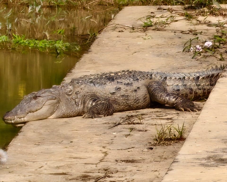 A crocodile spotted in the pond in Surat Singh Dih village