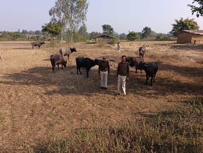 Cattle were being transported in a pickup vehicle in a cruel manner in UP, the vehicle met with an accident.