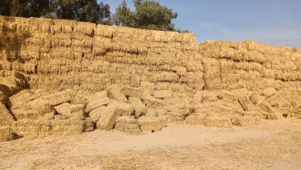 After completion of paddy harvesting, residue was burnt at only 37 places