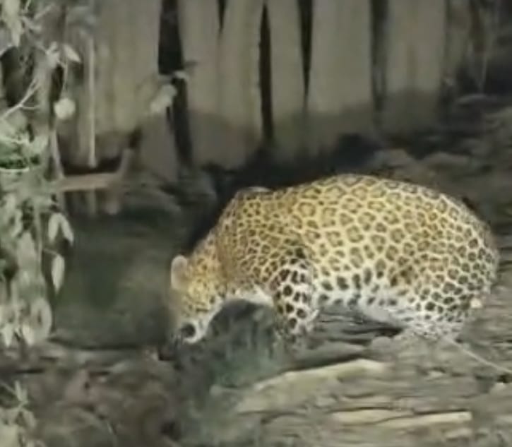Leopards seen roaming in Jamuna-Jamuni