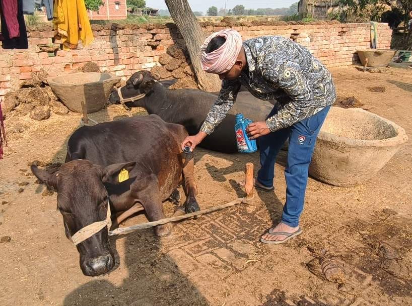Foot and mouth disease affects cattle in Narauli village