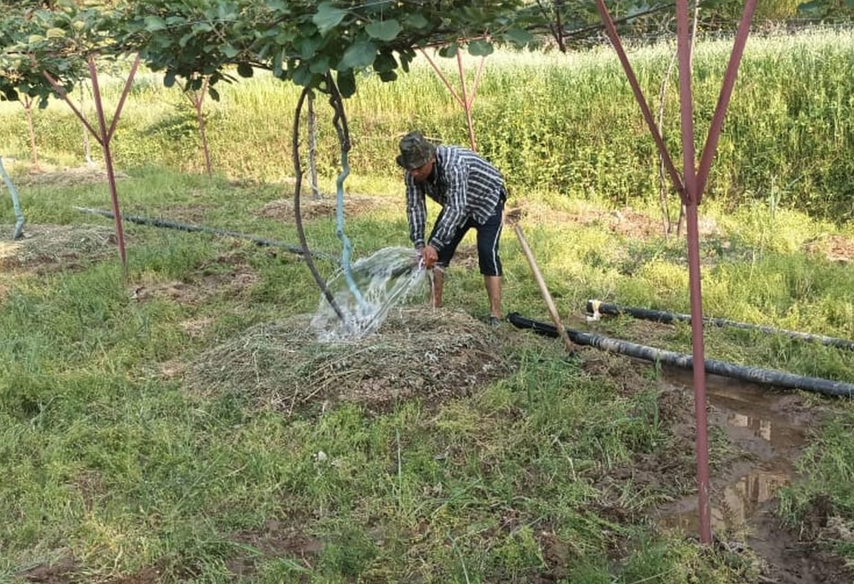 Gardeners' inclination towards red and golden kiwi increases