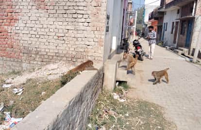 The department could not diagnose the disease in monkeys, waiting for another one to die.