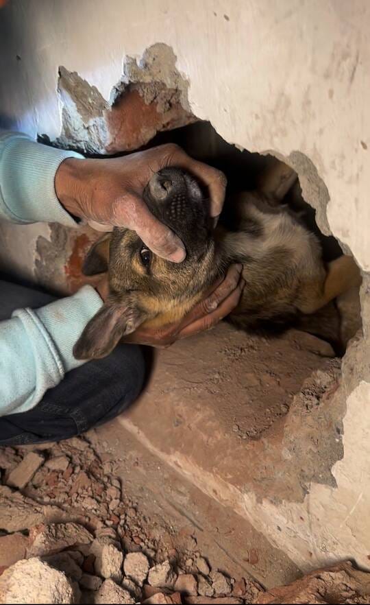 A puppy trapped in a 20-foot-deep hole for three days was rescued by breaking through a wall.