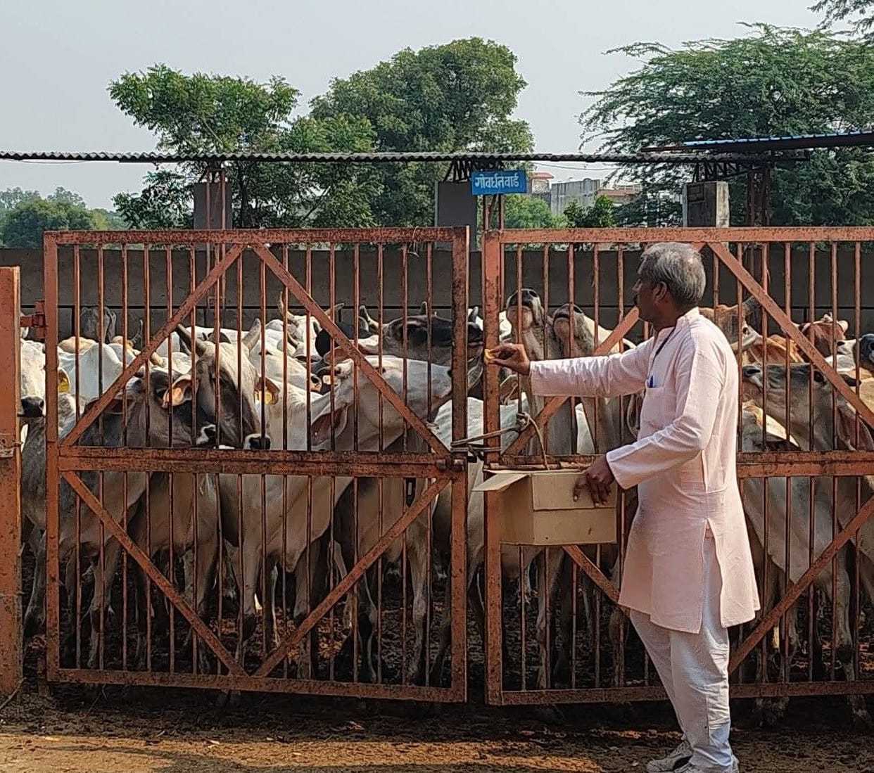 Cow service done on JP Nadda's birthday