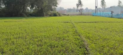 Green fodder will increase farmers' income, will be purchased at shelters