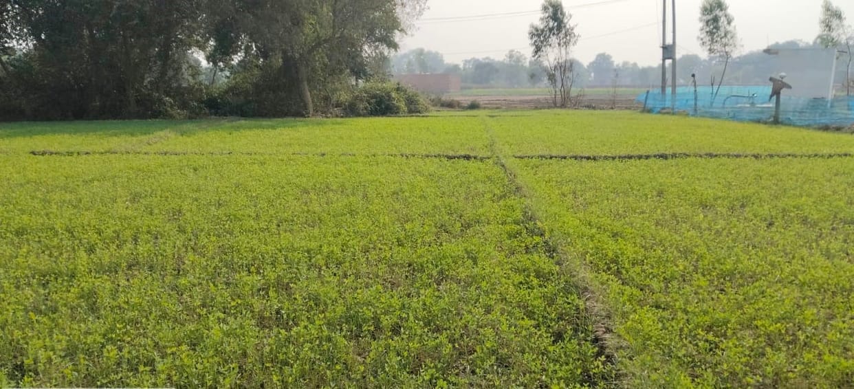 government purchase green fodder from farmers 3 per kg