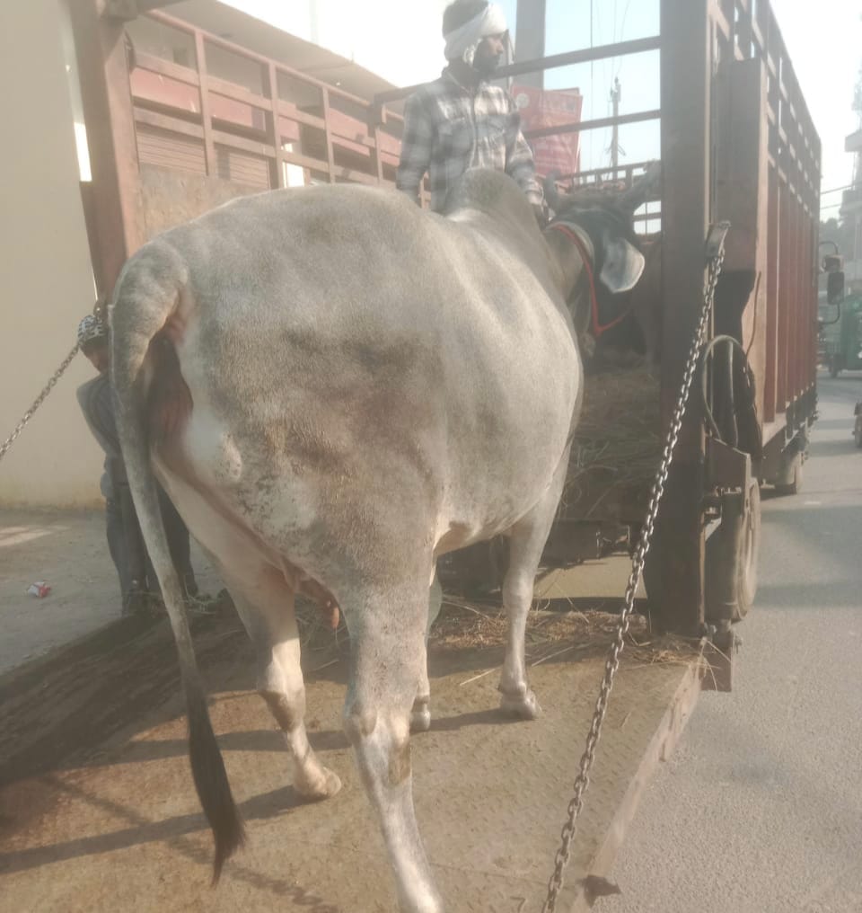 Campaign against stray animals begins, 15 cattle removed on the first day
