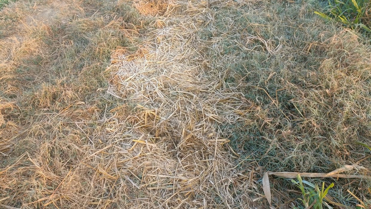 The onset of winter... the wrath of cold wave, freezing frost