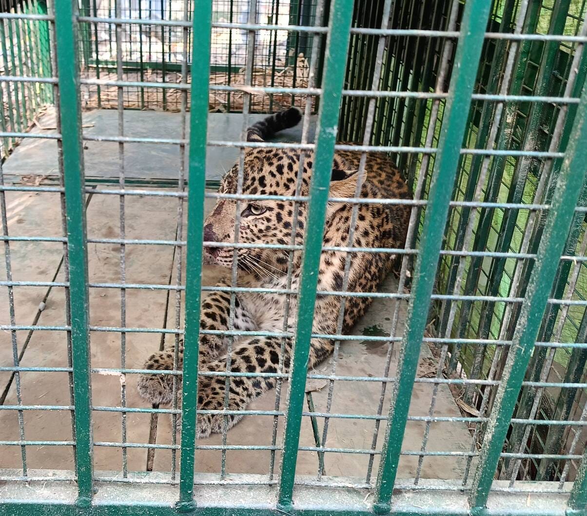 Leopard captured in cage in village Dhansini