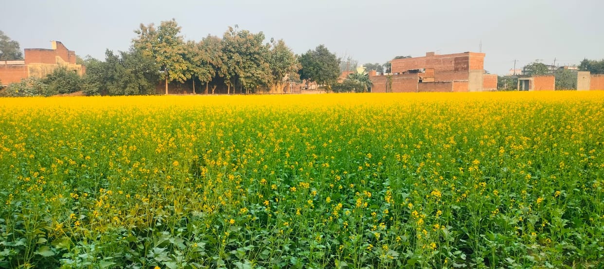 The farmer's face lights up after seeing the flourishing mustard crop.