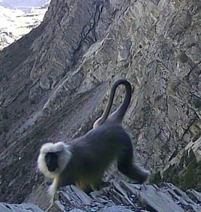Langur caught on camera trap in Lahaul hills