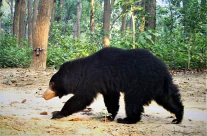A bear died in a road accident after being hit by a speeding vehicle the forest department team is investigat