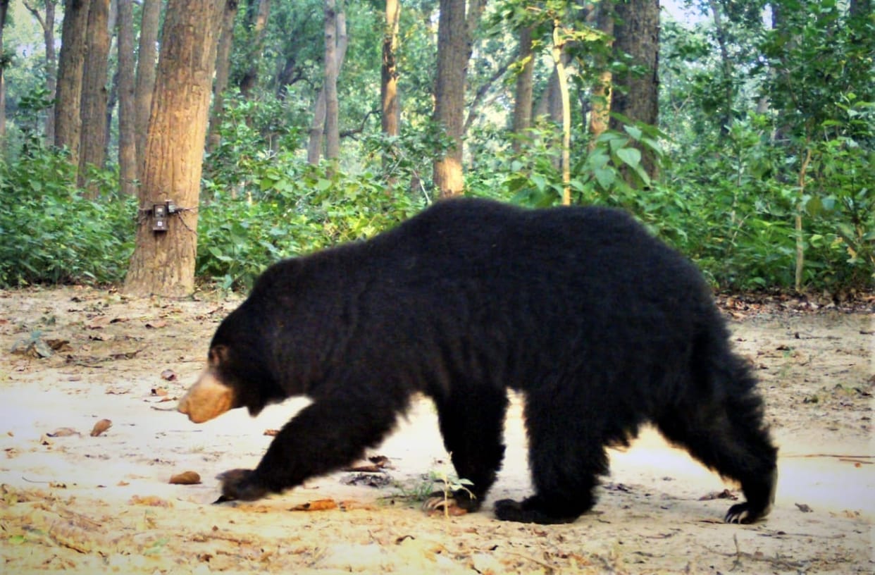 Bear tried to attack man saved his life by closing the door of his house Adibadri Karanprayag Chamoli News
