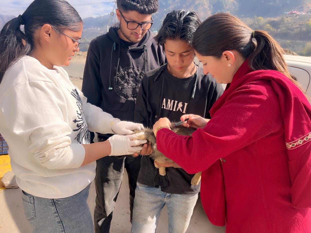 Anti-rabies vaccine being administered to stray dogs in Rohru