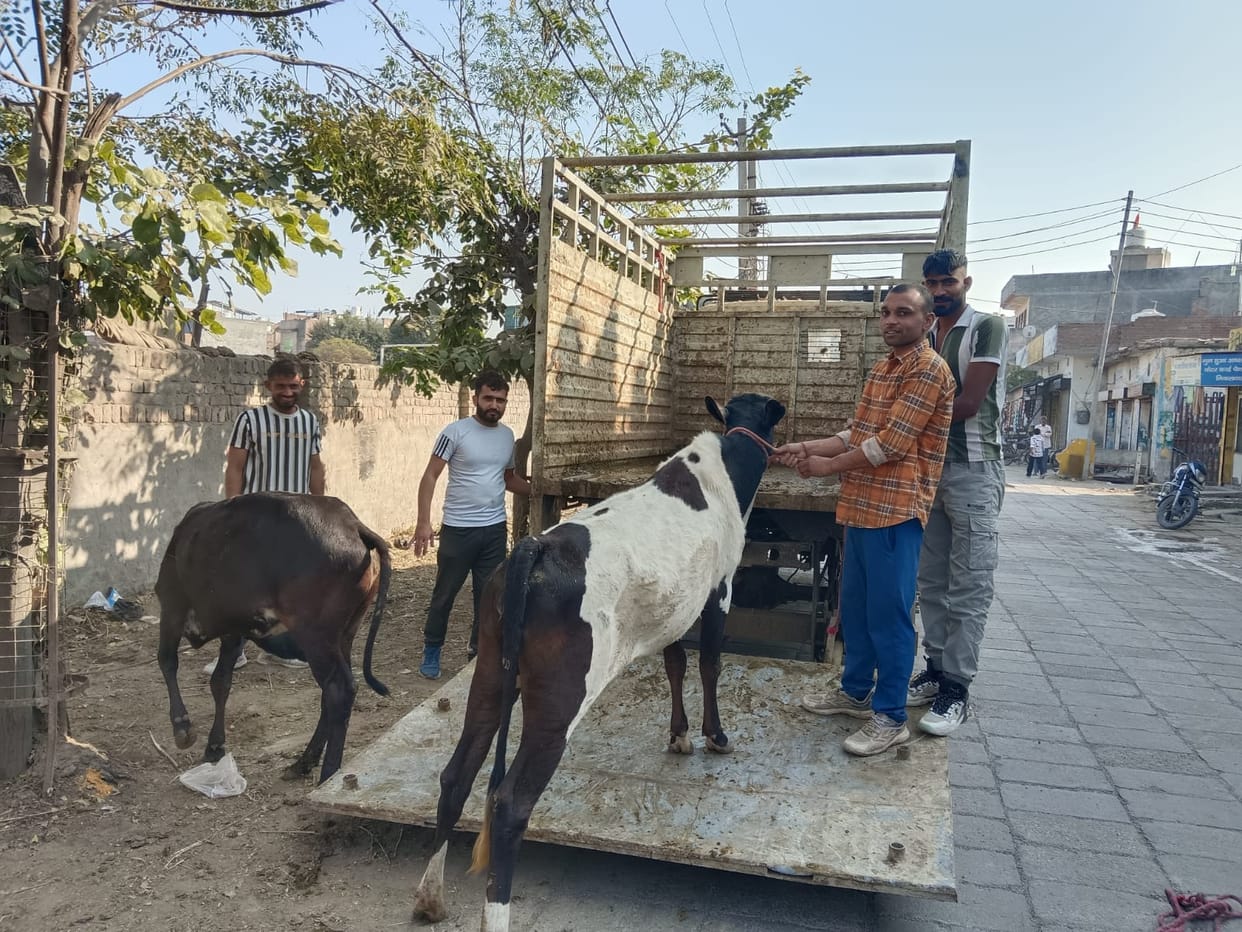 30 captured cattle were released into the cowshed.