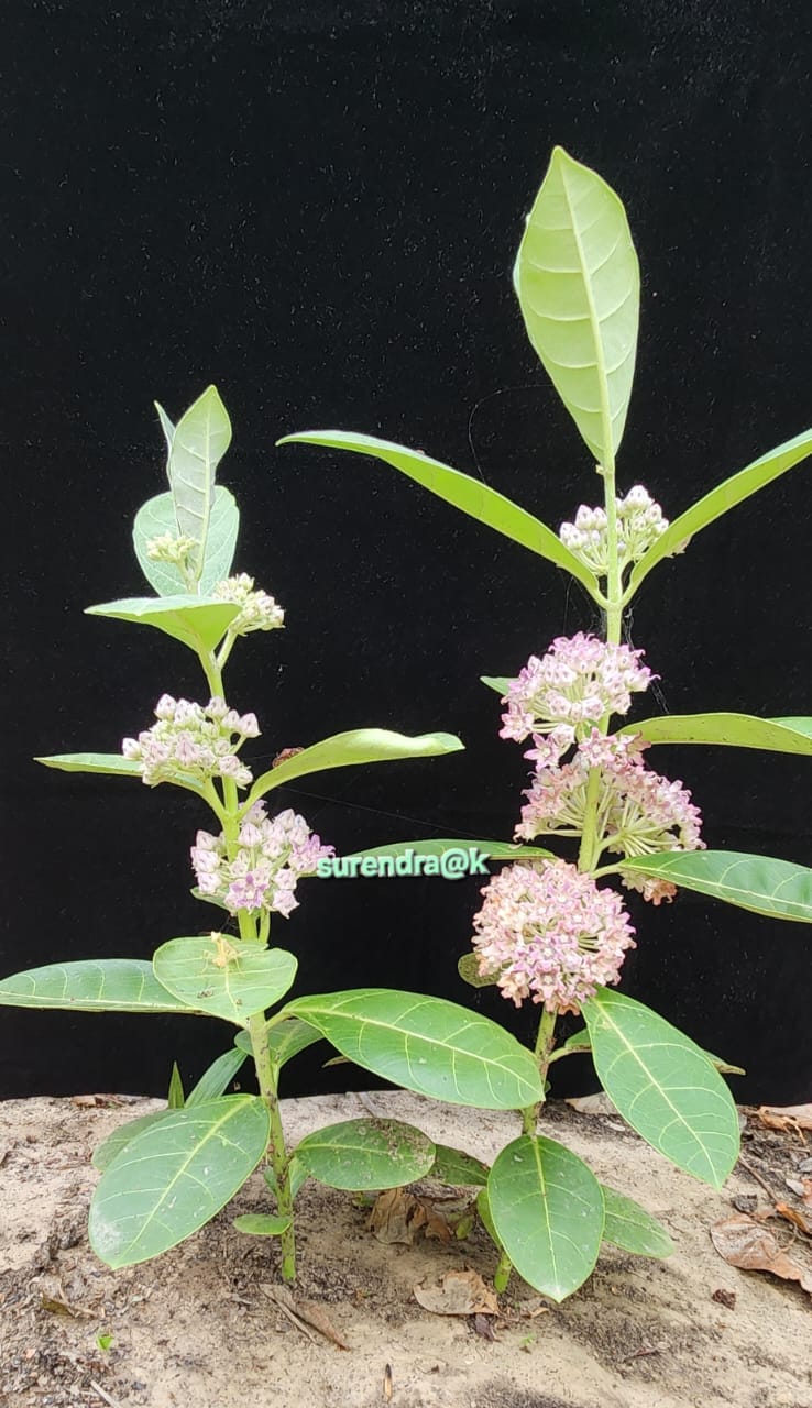 Rare and endangered species of Madar plant found in Dudhwa