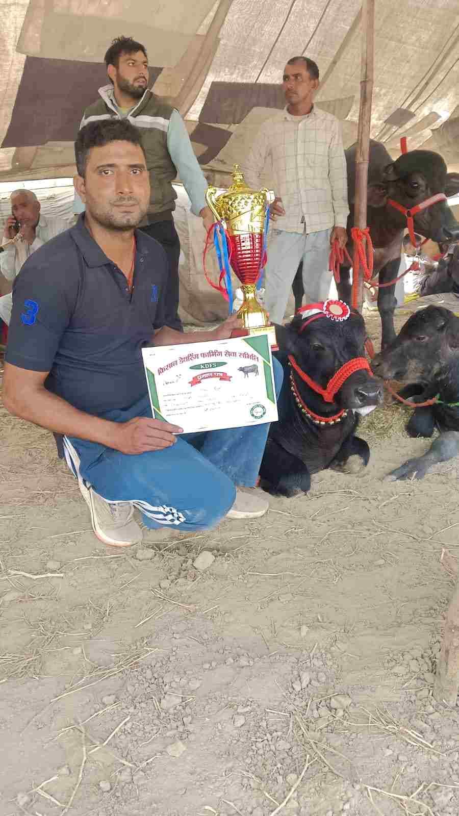 Farmer Vikram Godara's Murrah calf 'Laddi' became the champion
