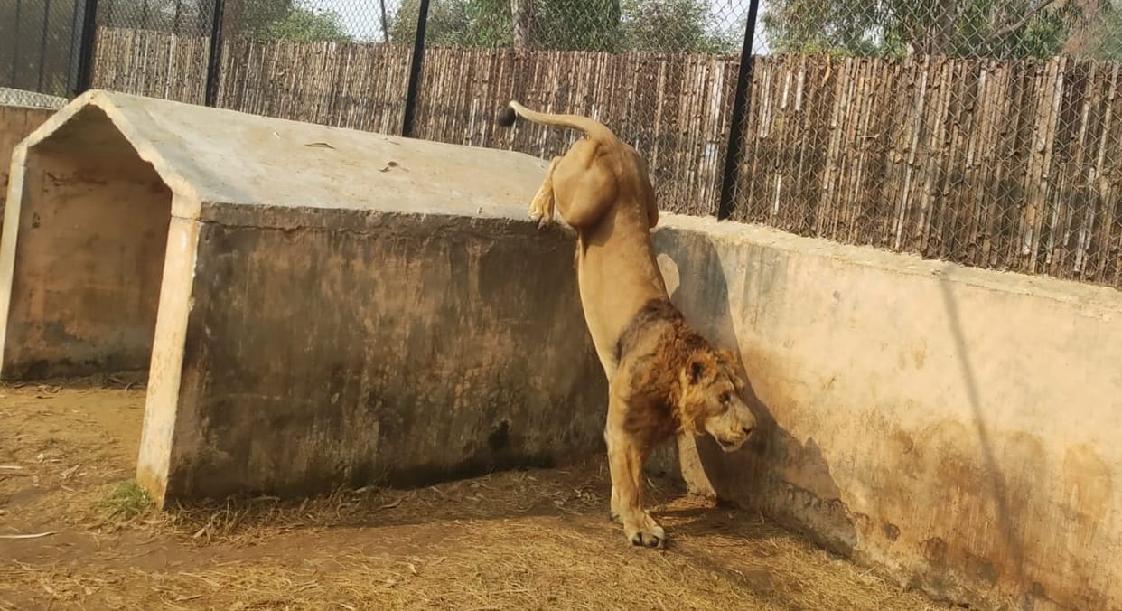 Preparations are underway to protect the zoo's wildlife from the cold.