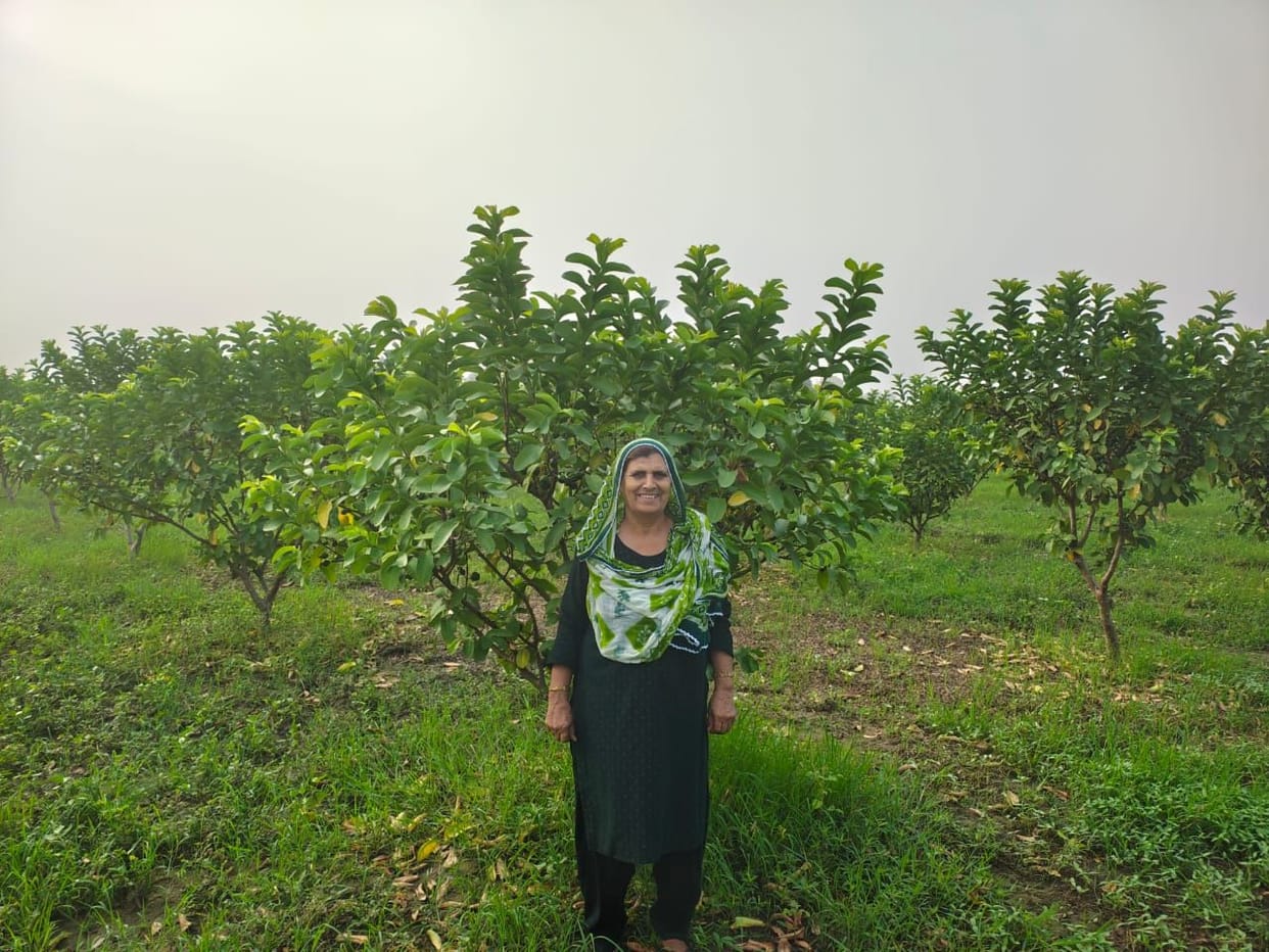 She educated her children by selling milk... Now, she cultivates a guava orchard and earns up to four lakh rupees.