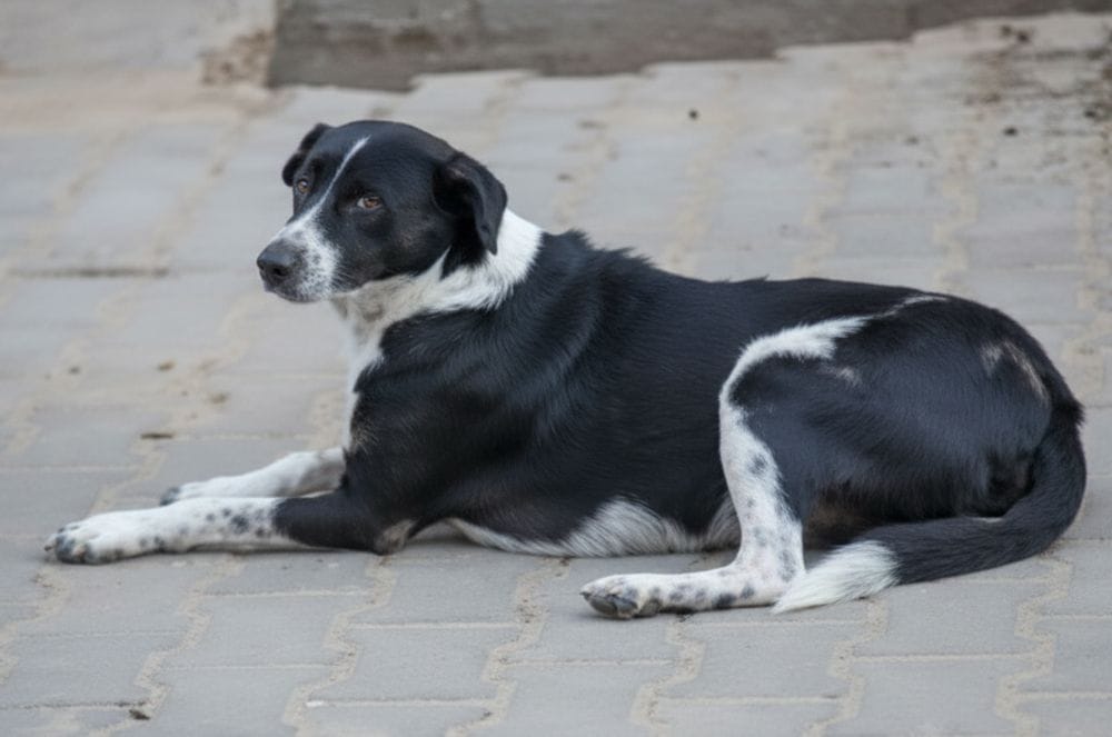 Muzaffarnagar: Man kills dog by smashing it on road after it barked outside house, FIR registered