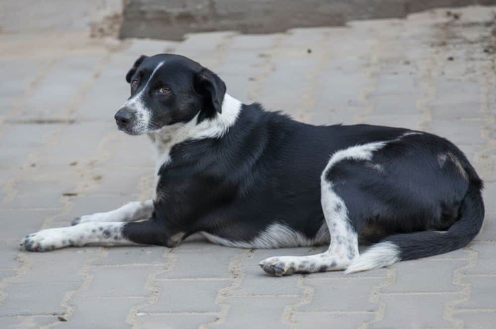 कुत्ता(सांकेतिक तस्वीर)
