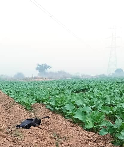 The 332 kV power line in Umravat poses a threat, with birds dying daily from the dangling wires.