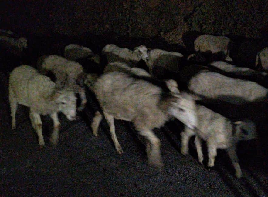 हिमालयी क्षेत्रों से तराई भाबर प्रवास पर जाने के लिए थल पहुंचा भेड़ों का झुंड। संवाद