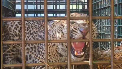 A caged leopard has been a source of terror for 10 days.