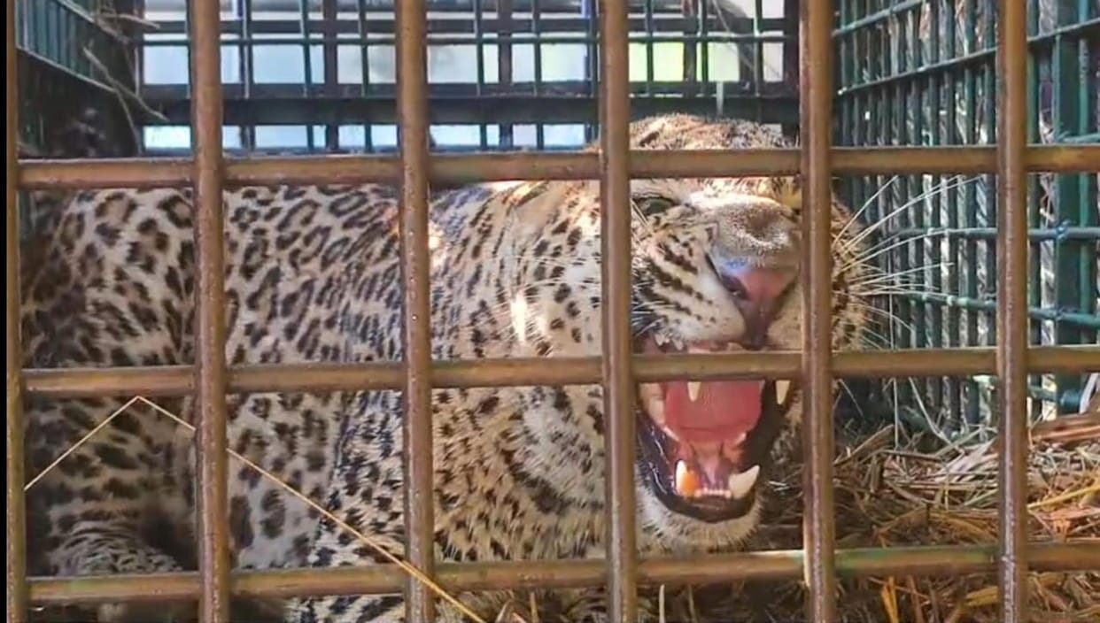A caged leopard has been a source of terror for 10 days.