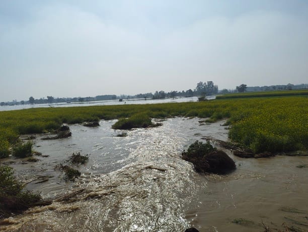 500 bigha crops submerged due to canal breach