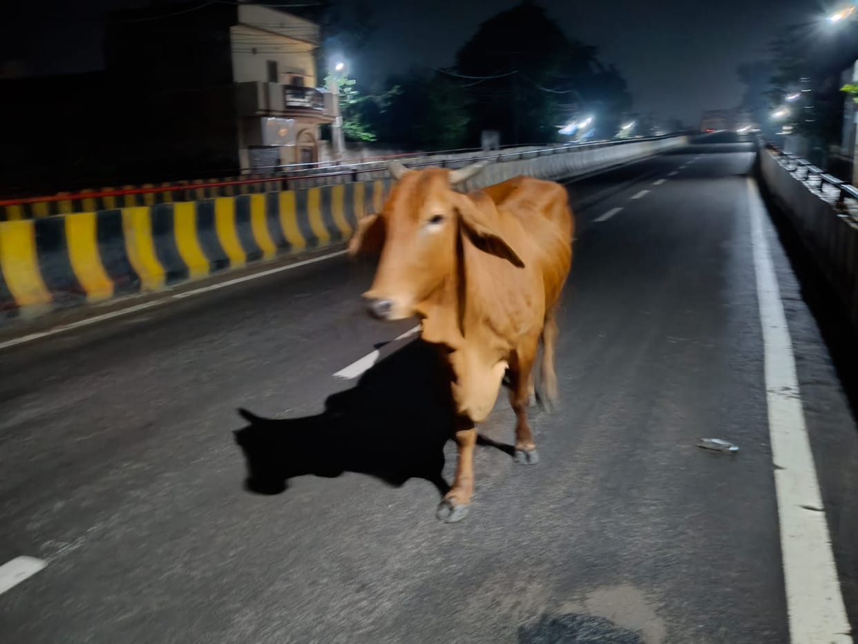 Walking on the highway is not without danger, stray animals roam around.