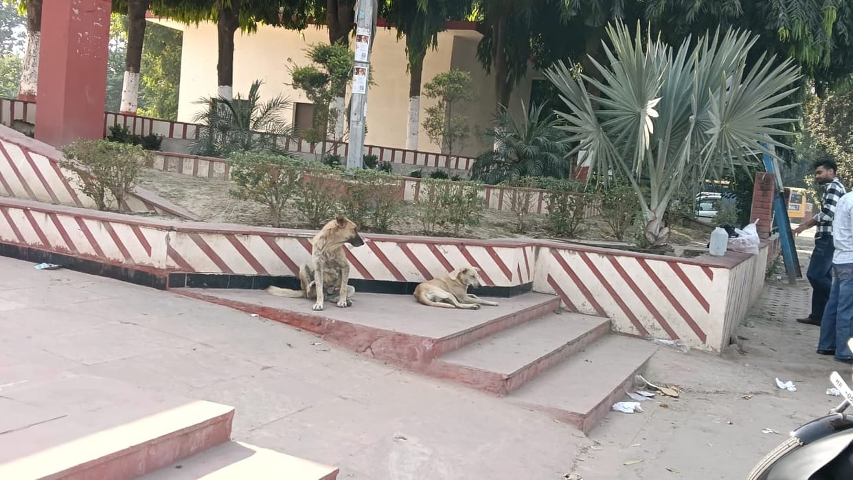 There are 20,000 stray dogs in the city, but the corporation will build shelters for only 200.