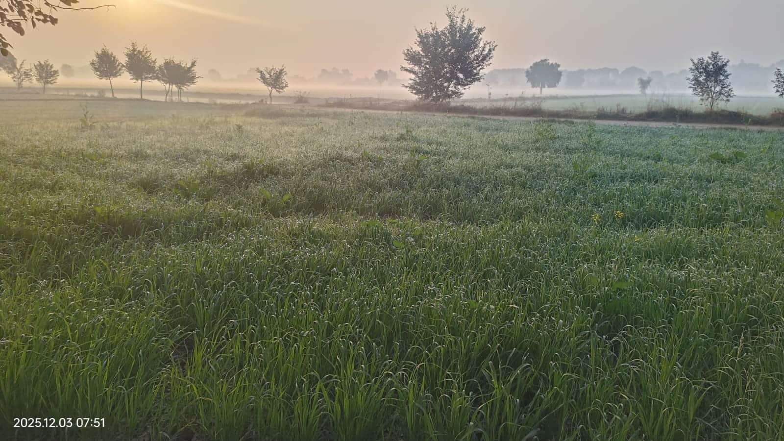 सिरसा। सुबह के समय खेतों में छाई धुंध। संवाद