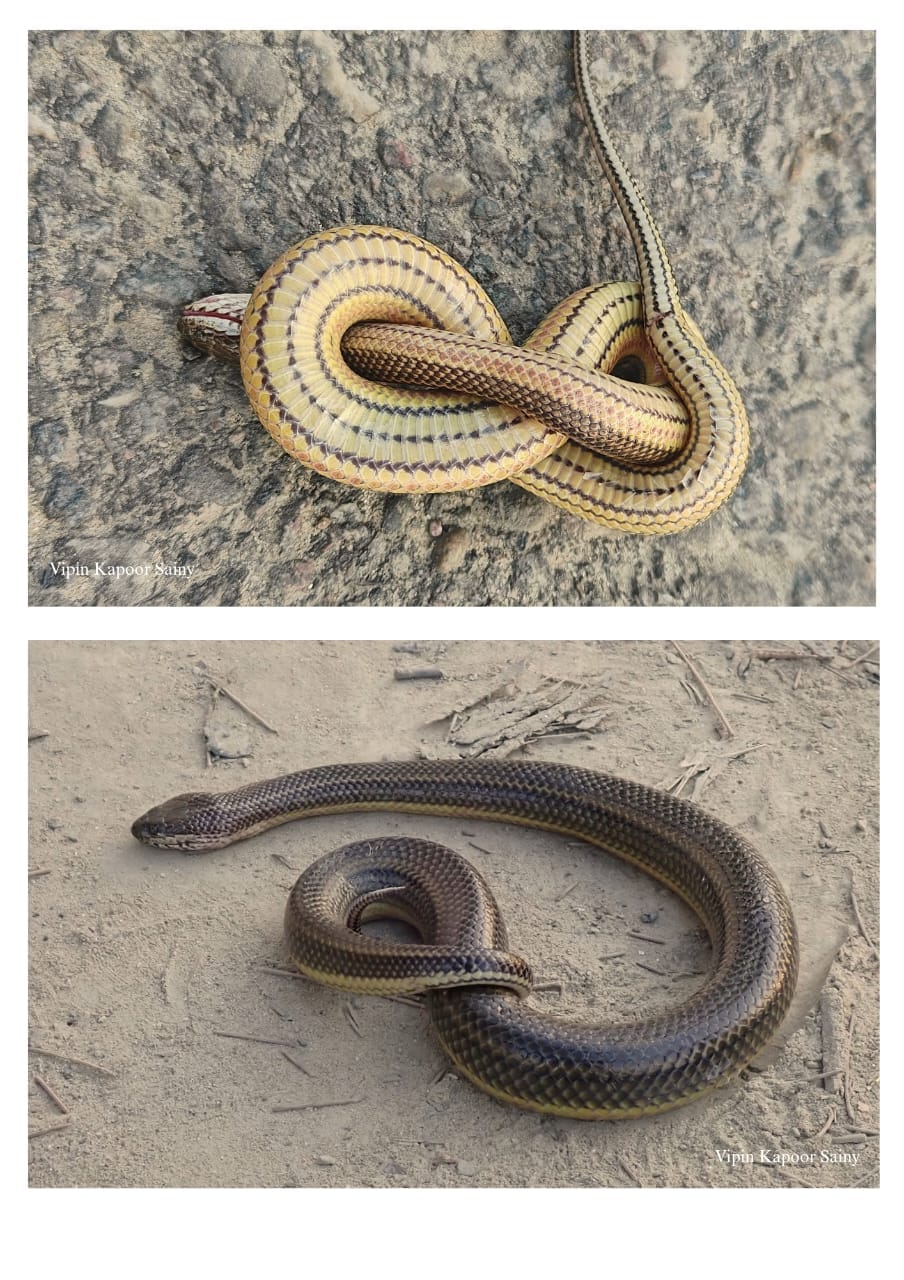 Rainbow water snake species seen in Dudhwa Park