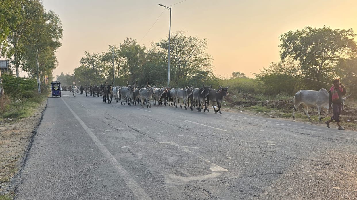 Animals risking their lives on national and state highways
