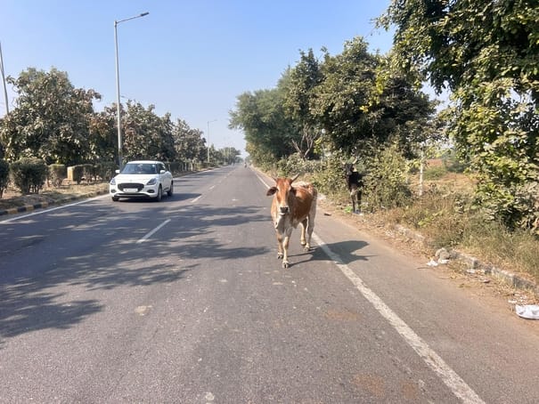 Be careful in the fog...stray animals are camping on the roads.