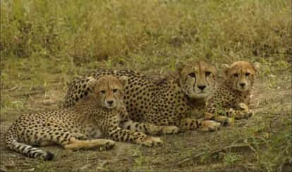 International Cheetah Day: CM Mohan Yadav to release three cheetahs in Kuno National Park today