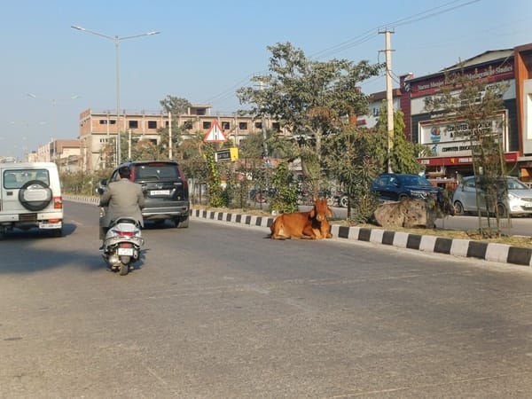 Ambala-Jagadhari highway has the highest number of stray cattle, increasing the risk of accidents.
