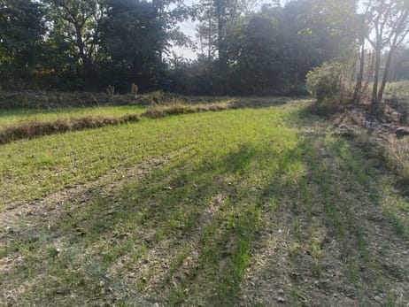 Lack of rain threatens wheat crop in non-irrigated areas
